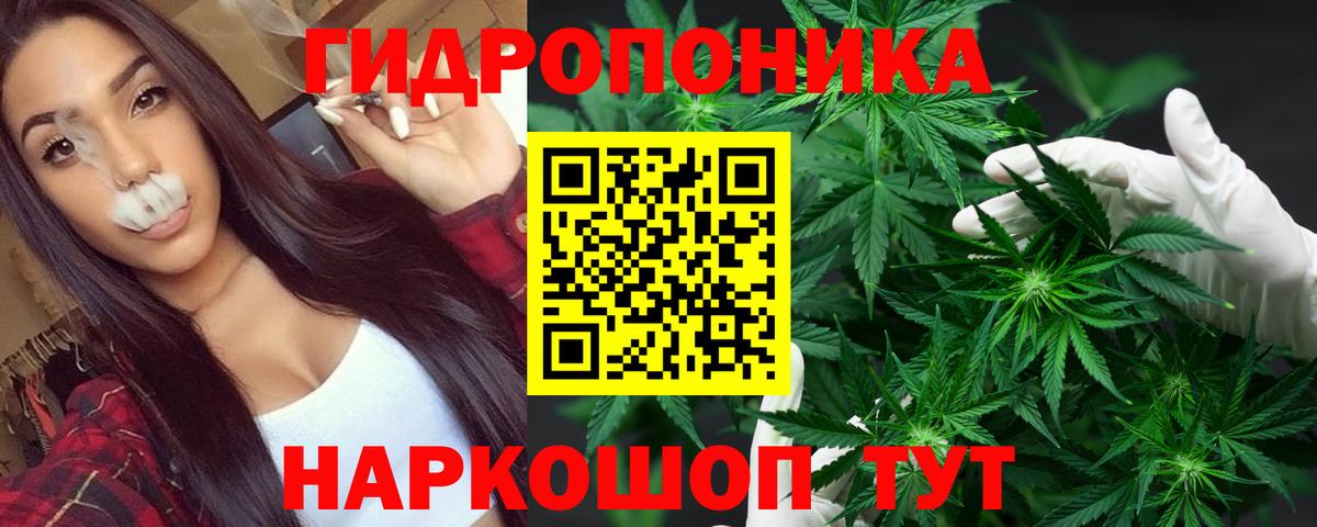 МАРИХУАНА сатива Мирный